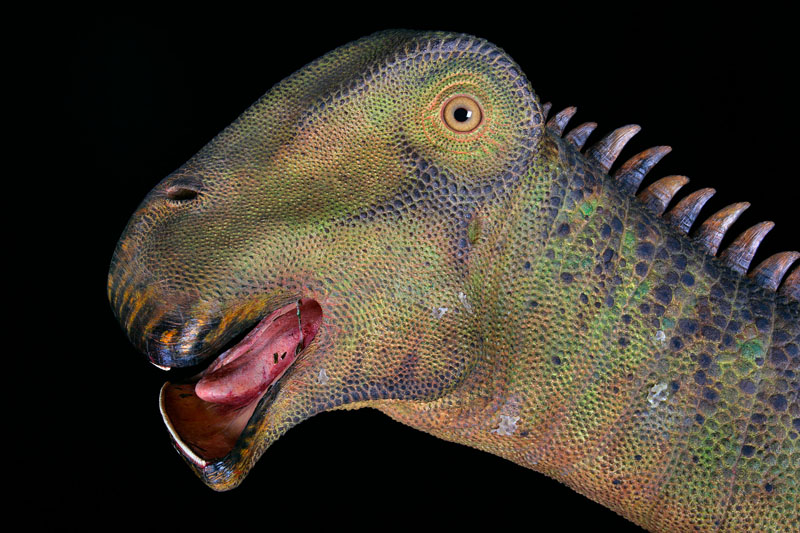 Nigersaurus